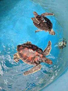 A Maui Eco-Primer Image